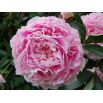 Piwonia, Paeonia - Sarah Bernhardt - sadzonka