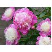 Piwonia, Paeonia - Bowl of Beauty - sadzonka