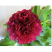 Piwonia, Paeonia - Felix Crouse - sadzonka