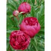 Piwonia, Paeonia - Felix Crouse - sadzonka