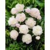 Piwonia, Paeonia - Shirley Temple - sadzonka