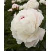 Piwonia, Paeonia - Shirley Temple - sadzonka