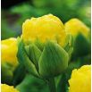 Tulipan lodowy - Beauty of Apeldorn - 5 szt.