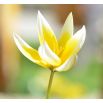 Tulipan botaniczny - niski - mix kolorów - 5 szt.