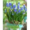 Szafirek Auchera - Muscari Mount Hood - op. 5 szt.