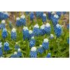 Szafirek Auchera - Muscari Mount Hood - op. 5 szt.
