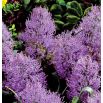 Szafirek pierzasty - Muscari Plumosum - 5 szt.