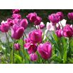 Tulipan różowy - Rose - 5 szt.