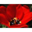 Tulipan Apeldorn - 5 szt.