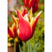 Tulipan Aladdin - opak. 5 szt.