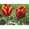 Tulipan Abu Hassan - opak. 5 szt.