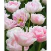 Tulipan Angelique - opak. 5 szt.