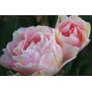Tulipan Angelique - opak. 5 szt.