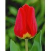Tulipan Apeldorn - 5 szt.