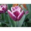 Tulipan Arabian Mystery - opak. 5 szt.