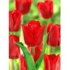 Tulipan Bastogne - opak. 5 szt.