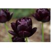 Tulipan Black Hero - 5 szt.