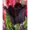 Tulipan Black Parrot opak. 5 szt.