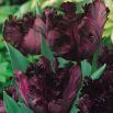 Tulipan Black Parrot opak. 5 szt.