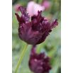 Tulipan Black Parrot opak. 5 szt.