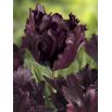 Tulipan Black Parrot opak. 5 szt.