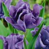Tulipan papuzi Blue Parrot - op. 5 szt.