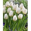 Tulipan City Of Vancouver - 5 szt.