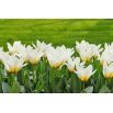 Tulipan niski - Concerto - 5 szt.