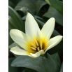 Tulipan niski - Concerto - 5 szt.