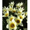 Tulipan niski - Concerto - 5 szt.