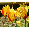 Tulipan botaniczny - Cynthia - 5 szt.