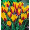 Tulipan botaniczny - Cynthia - 5 szt.