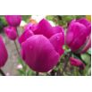 Tulipan Don Quichotte - opak. 5 szt.