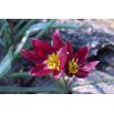 Tulipan botaniczny - Eastern Star - 5 szt.