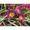Tulipan botaniczny - Eastern Star - 5 szt.