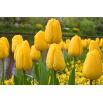Tulipan Golden Apeldoorn - opak. 5 szt.