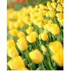 Tulipan Golden Apeldoorn - opak. 5 szt.