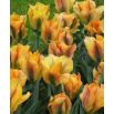 Tulipan Golden Artist - opak. 5 szt.