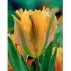 Tulipan Golden Artist - opak. 5 szt.