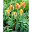 Tulipan Golden Artist - opak. 5 szt.