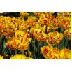 Tulipan Golden Nizza - opak. 5 szt.