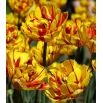 Tulipan Golden Nizza - opak. 5 szt.