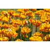 Tulipan Golden Nizza - opak. 5 szt.