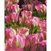 Tulipan Groenland - opak. 5 szt.