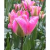 Tulipan Groenland - opak. 5 szt.