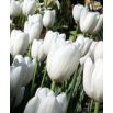 Tulipan Hakuun - 5 szt.