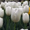 Tulipan Hakuun - 5 szt.