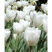 Tulipan Hakuun - 5 szt.