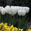 Tulipan Hakuun - 5 szt.