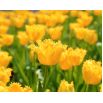 Tulipan Hamilton  opak. 5 szt.